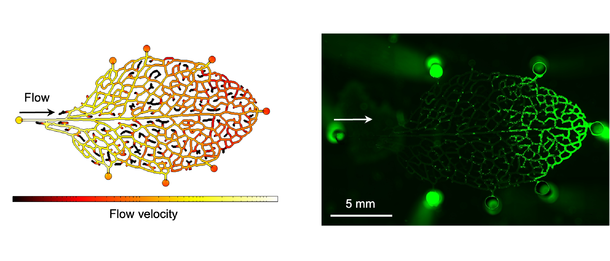 Bacterial colonization