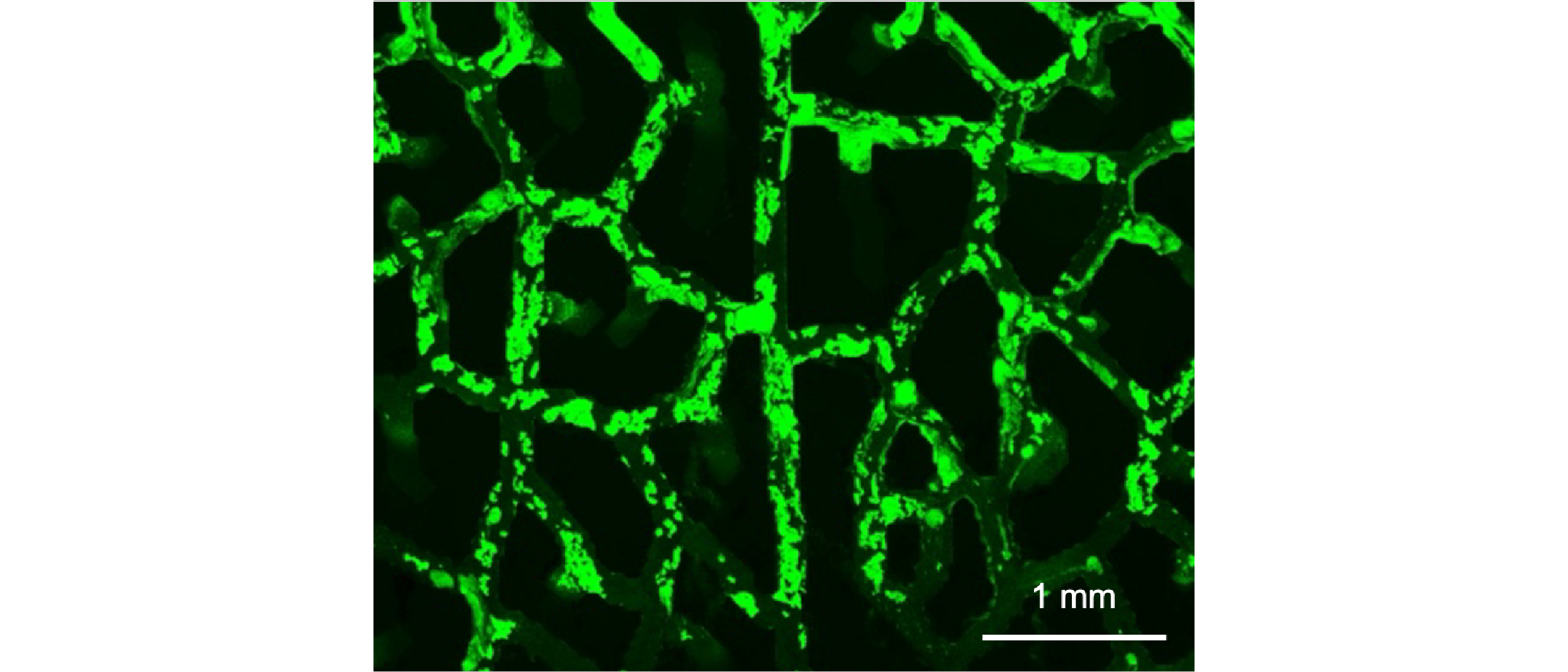 Bacterial colonization zoom
