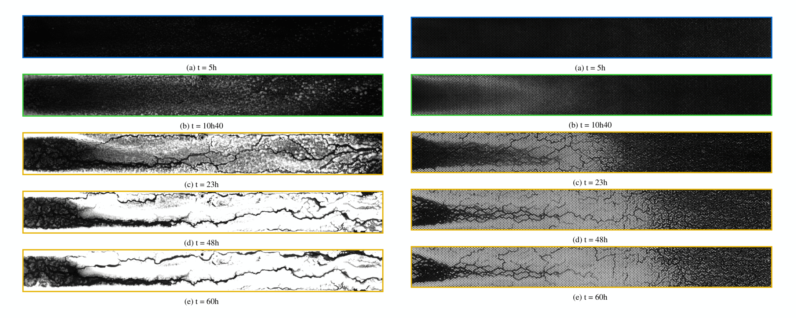 Microbial transport and chemotaxis
